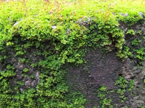 Brown Color Tiny or Small Plants grow at the top of the Moss in a Old Wall su Stock Photos
