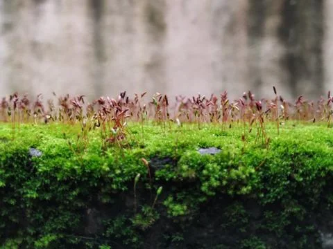 Brown Color Tiny or Small Plants grow at the top of the Moss in a Old Wall su Stock Photos