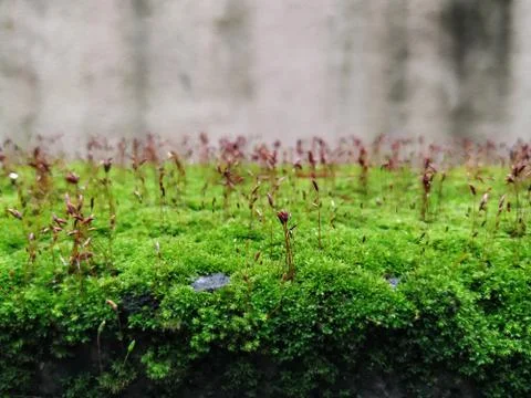 Brown Color Tiny or Small Plants grow at the top of the Moss in a Old Wall su Stock Photos