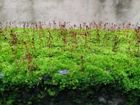 Brown Color Tiny or Small Plants grow at the top of the Moss in a Old Wall su Stock Photos