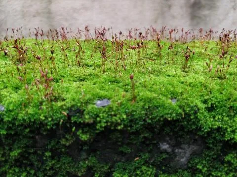 Brown Color Tiny or Small Plants grow at the top of the Moss in a Old Wall su Stock Photos
