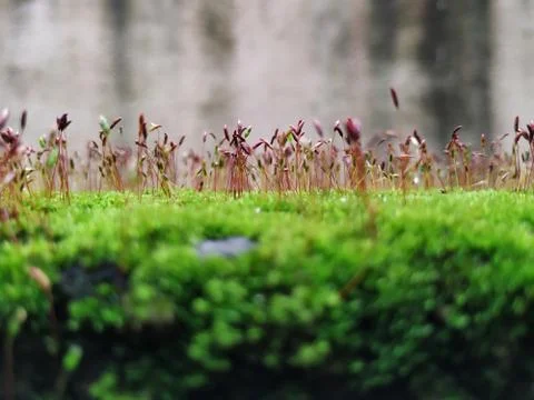 Brown Color Tiny or Small Plants grow at the top of the Moss in a Old Wall su Stock Photos
