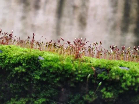 Brown Color Tiny or Small Plants grow at the top of the Moss in a Old Wall su Stock Photos