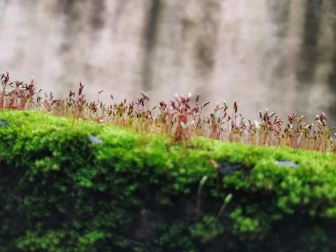 Brown Color Tiny or Small Plants grow at the top of the Moss in a Old Wall su Stock Photos