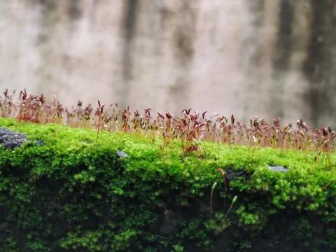 Brown Color Tiny or Small Plants grow at the top of the Moss in a Old Wall su Stock Photos