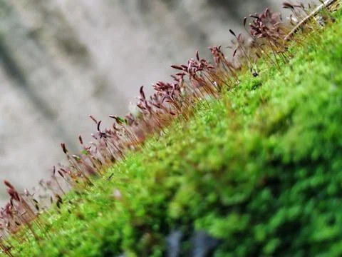 Brown Color Tiny or Small Plants grow at the top of the Moss in a Old Wall su Stock Photos