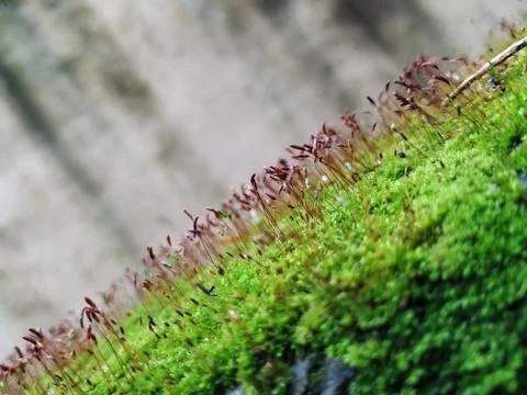 Brown Color Tiny or Small Plants grow at the top of the Moss in a Old Wall su Stock Photos