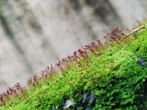 Brown Color Tiny or Small Plants grow at the top of the Moss in a Old Wall su Stock Photos