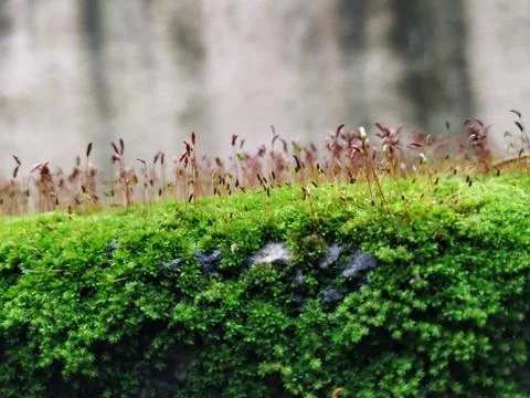 Brown Color Tiny or Small Plants grow at the top of the Moss in a Old Wall su Stock Photos