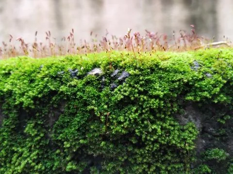 Brown Color Tiny or Small Plants grow at the top of the Moss in a Old Wall su Stock Photos