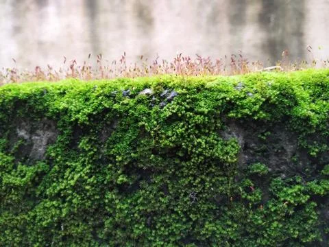 Brown Color Tiny or Small Plants grow at the top of the Moss in a Old Wall su Stock Photos