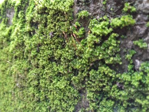 Brown Color Tiny or Small Plants grow at the top of the Moss in a Old Wall su Stock Photos