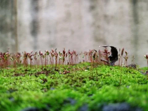 Brown Color Tiny or Small Plants grow at the top of the Moss in a Old Wall su Stock Photos