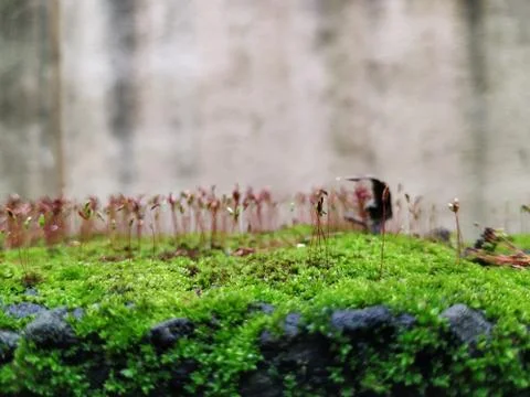 Brown Color Tiny or Small Plants grow at the top of the Moss in a Old Wall su Stock Photos