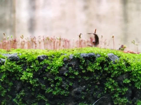 Brown Color Tiny or Small Plants grow at the top of the Moss in a Old Wall su Stock Photos