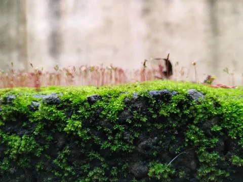 Brown Color Tiny or Small Plants grow at the top of the Moss in a Old Wall su 스톡 사진