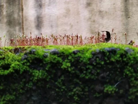 Brown Color Tiny or Small Plants grow at the top of the Moss in a Old Wall su Stock Photos