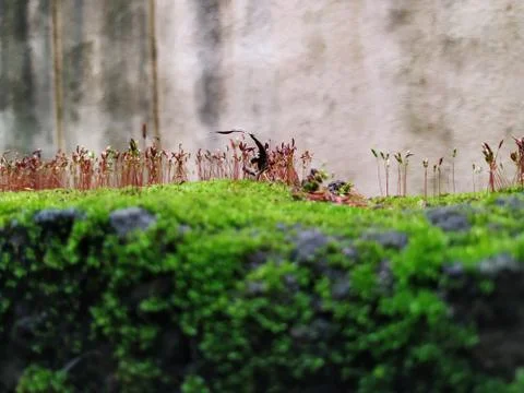Brown Color Tiny or Small Plants grow at the top of the Moss in a Old Wall su Stock Photos