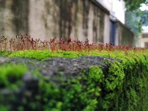 Brown Color Tiny or Small Plants grow at the top of the Moss in a Old Wall su Stock Photos