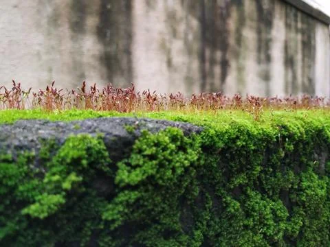 Brown Color Tiny or Small Plants grow at the top of the Moss in a Old Wall su Stock Photos