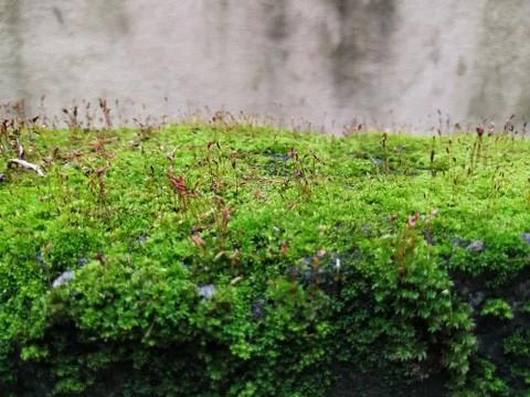 Brown Color Tiny or Small Plants grow at the top of the Moss in a Old Wall su Stock Photos