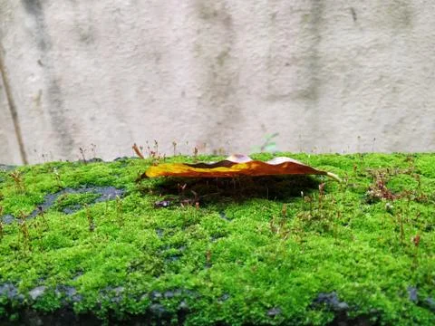 Brown Color Tiny or Small Plants grow at the top of the Moss in a Old Wall su 스톡 사진
