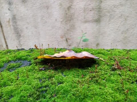 Brown Color Tiny or Small Plants grow at the top of the Moss in a Old Wall su Stock Photos