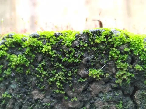 Brown Color Tiny or Small Plants grow at the top of the Moss in a Old Wall su 스톡 사진