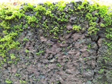 Brown Color Tiny or Small Plants grow at the top of the Moss in a Old Wall su Stock Photos