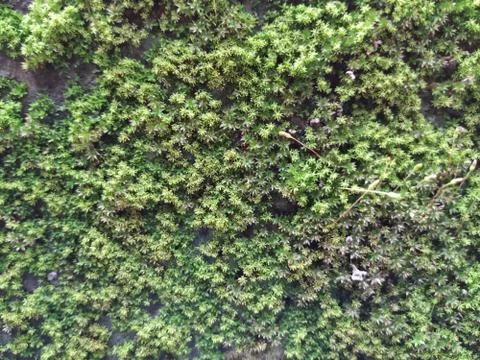 Brown Color Tiny or Small Plants grow at the top of the Moss in a Old Wall su Stock Photos