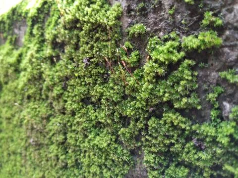 Brown Color Tiny or Small Plants grow at the top of the Moss in a Old Wall su 스톡 사진