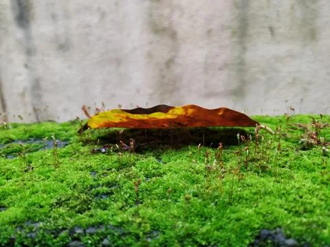 Brown Color Tiny or Small Plants grow at the top of the Moss in a Old Wall su Stock Photos