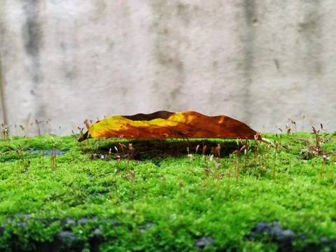 Brown Color Tiny or Small Plants grow at the top of the Moss in a Old Wall su Stock Photos