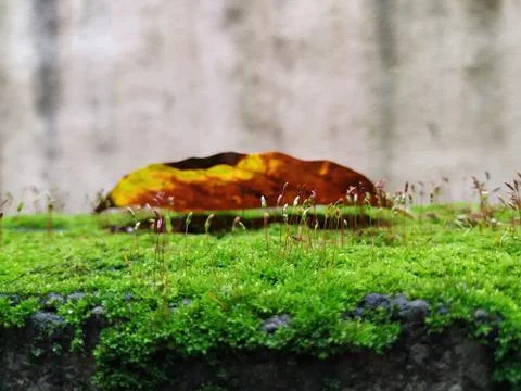 Brown Color Tiny or Small Plants grow at the top of the Moss in a Old Wall su Stock Photos