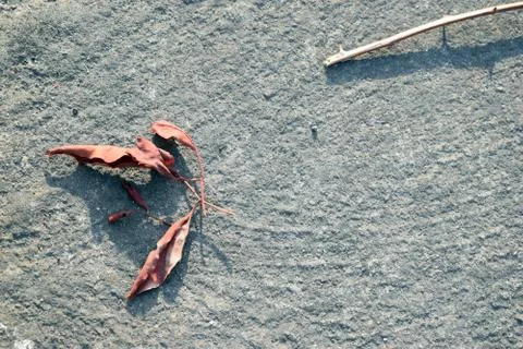 Brown color try leaves laying on cement ground Stock Photos