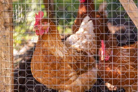 Brown colored chickens in a cage Stock Photos
