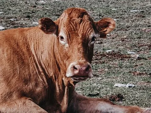 Brown colored cow staring at the camera Stock Photos