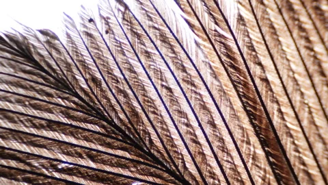 Brown colored feather under microscope. Close up view Stock Footage 306809202