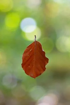 Brown colored leaf in autumn 스톡 사진
