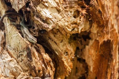 Brown colored lizard basking on rotten wooden stump. Close-up. Stock Photos