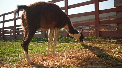 A brown colored llama lowered his head down and eats grass and hay near a wooden Stock Footage 313264996
