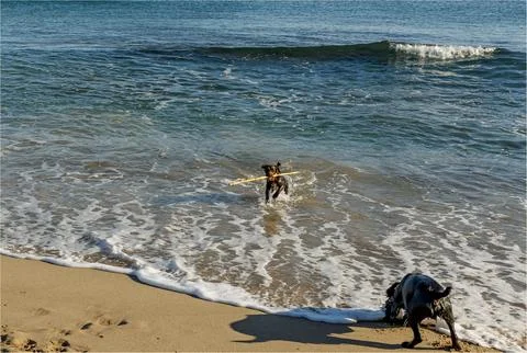 Brown coloured Working Cocker Spaniel running out of the sea carrying a stick Stock Photos