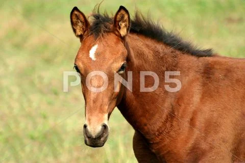 Brown colt horse Stock Photos