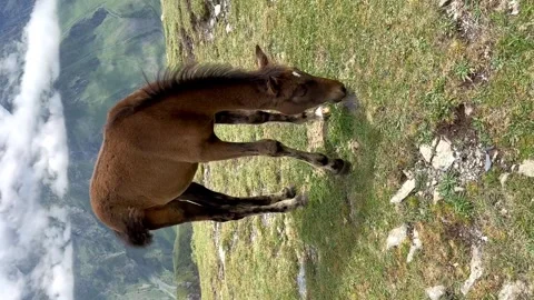 A brown colt walks against the backdrop of mountains with clouds Video stock 249219989