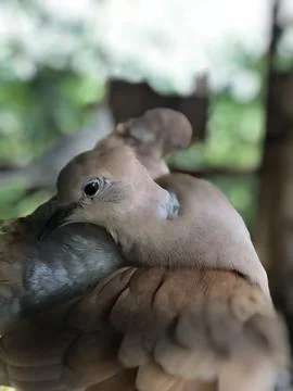 Brown columbidae bird in its cage Foto stock