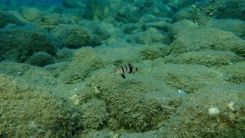 Brown comber (Serranus hepatus) Stock Photos