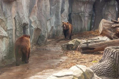 Brown common bear on the background of a stone mountain. Predator in nature. Stock Photos