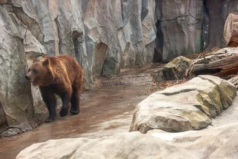 Brown common bear on the background of a stone mountain. Predator in nature. Stock Photos