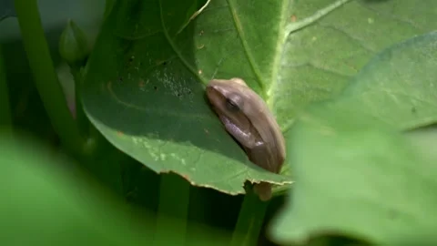 Brown Common Frog, Silently Closing Its Eyes on a Leaf Angle 1 Video stock 308813220