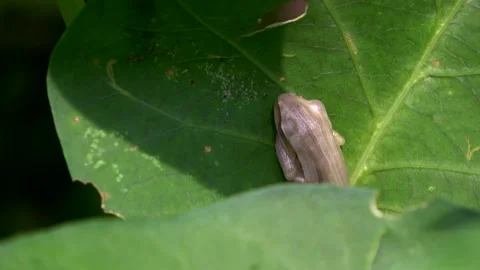 Brown Common Frog, Silently Closing Its Eyes on a Leaf Angle 2 Video stock 308815543